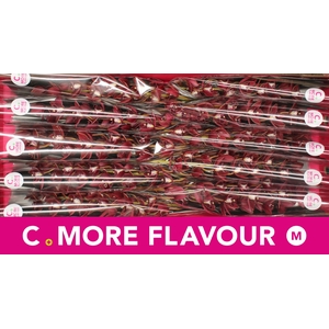 Mini cymbidium 'Georgina' 60 cm