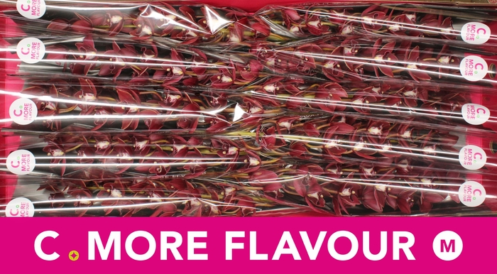 <h4>Mini cymbidium 'Georgina' 60 cm</h4>