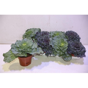 Brassica (sierkool)