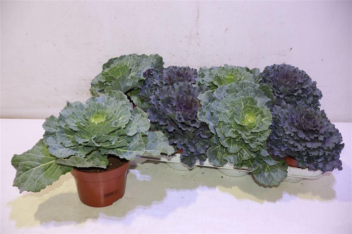 <h4>Brassica (sierkool)</h4>