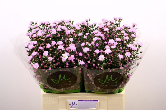 <h4>Ast Double Da Pink</h4>