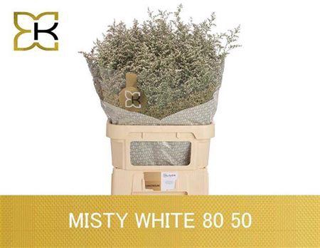 <h4>Lim Misty White</h4>