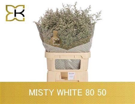 Lim Misty White