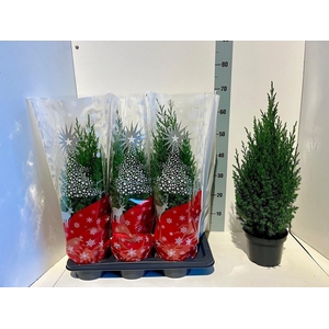 Juniperus chinensis 'Stricta'