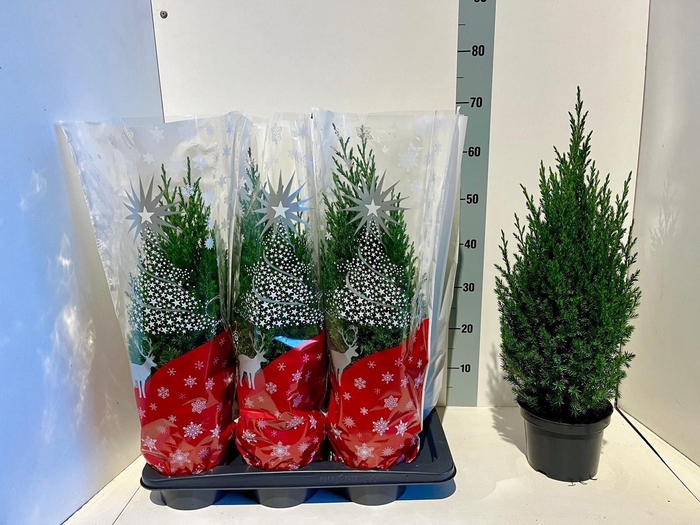 <h4>Juniperus chinensis 'Stricta'</h4>