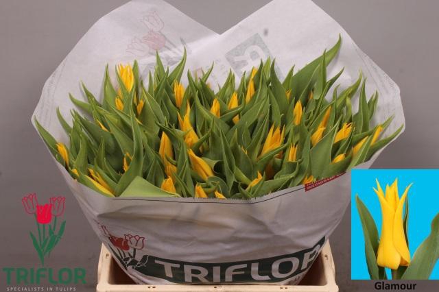 <h4>TU LI GLAMOUR</h4>