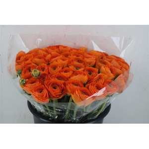 Ran Cloni Ex Lambada