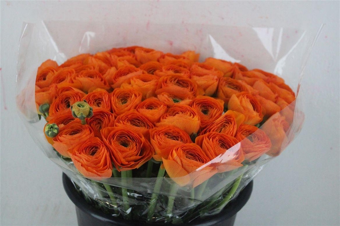 <h4>Ran Cloni Ex Lambada</h4>