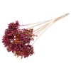 Shola Slice Pine 6cm on stem Multicolour Cerise/Yellow