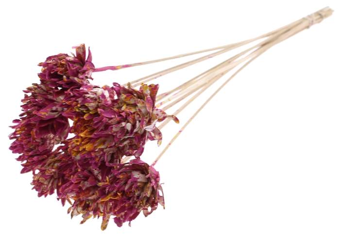 Shola Slice Pine 6cm on stem Multicolour Cerise/Yellow