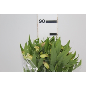 ALSTROEMERIA WHITNEY 080 CM