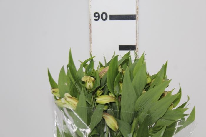 <h4>ALSTROEMERIA WHITNEY 080 CM</h4>