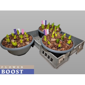 Hyacin Pear Gem 3 Kl