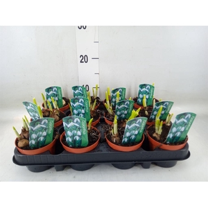 Galanthus nivalis   ...in pot