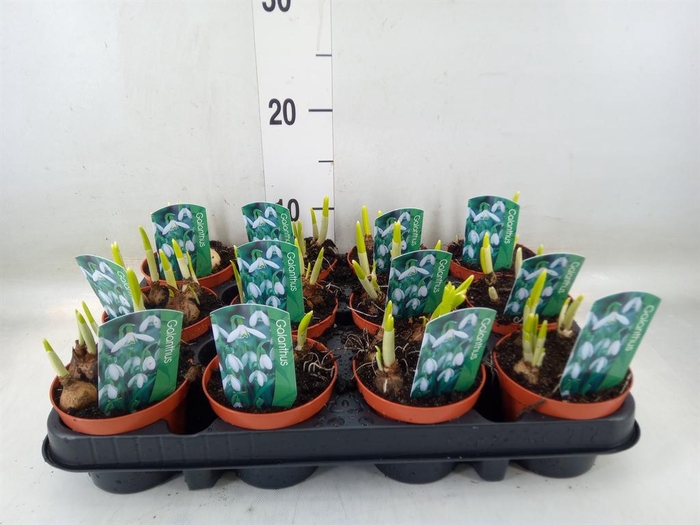 <h4>Galanthus nivalis   ...in pot</h4>