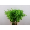 Pres Ruscus Moss Green P Stem