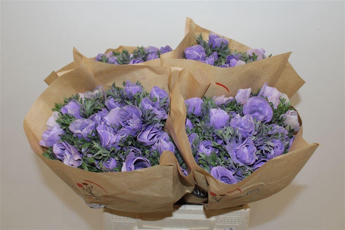 <h4>Anem Marianne Powder Lavender</h4>