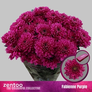 CHR T FABIENNE PURPLE