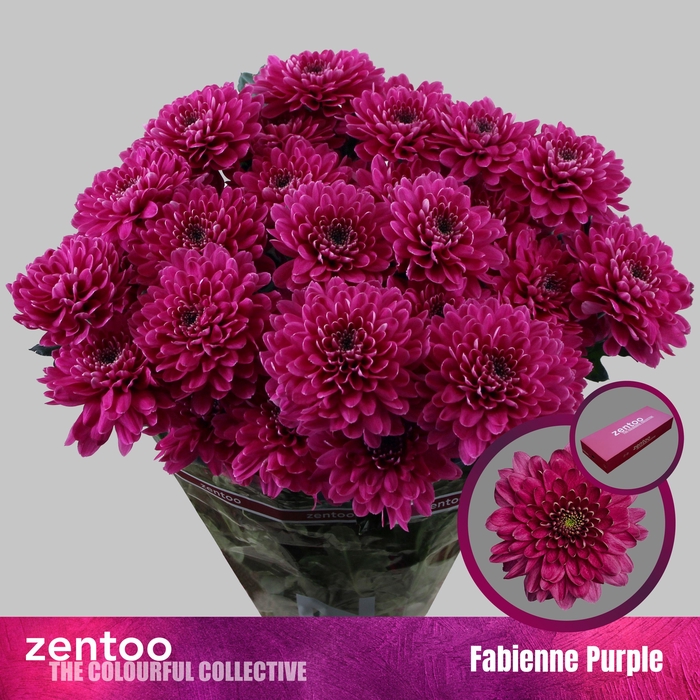 <h4>CHR T FABIENNE PURPLE</h4>