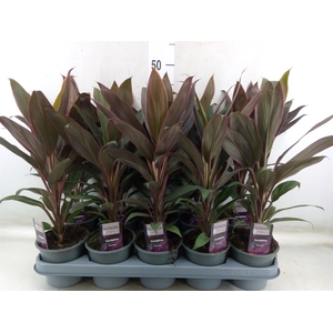 Cordyline fruti. 'Rumba'