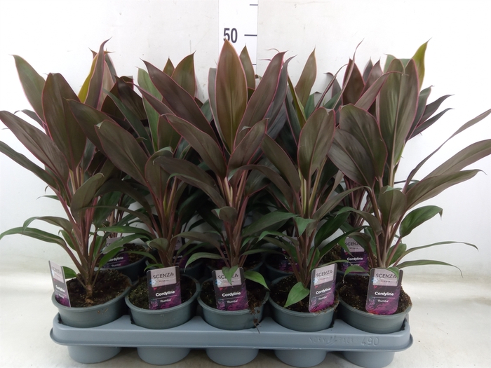 <h4>Cordyline fruti. 'Rumba'</h4>