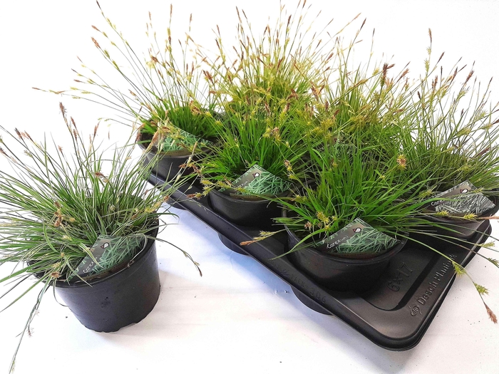 <h4>CARE OSHIMENSIS</h4>