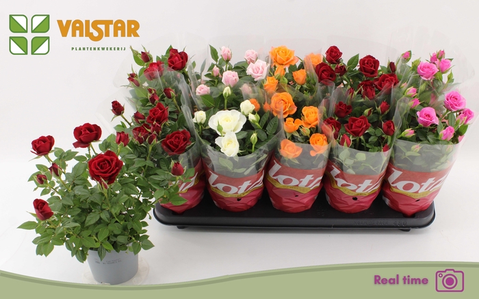 <h4>RO LOTZ OF GEM 5 KL</h4>