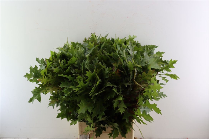 <h4>Quercus Palustris</h4>
