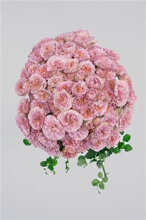 <h4>R Gr Tr Ritual</h4>