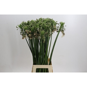 Allium Nectaroscordum Siculum