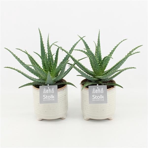Aloe Arborescens in Maren keramiek pot