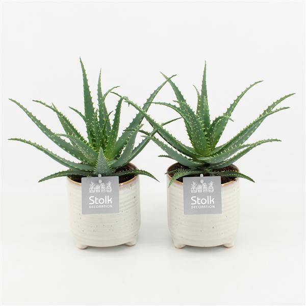 <h4>Aloe Arborescens in Maren keramiek pot</h4>