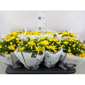 Chrysanthemum  'Paradiso Yellow'