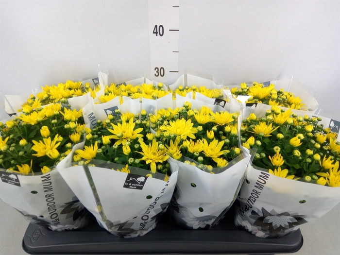 <h4>Chrysanthemum  'Paradiso Yellow'</h4>
