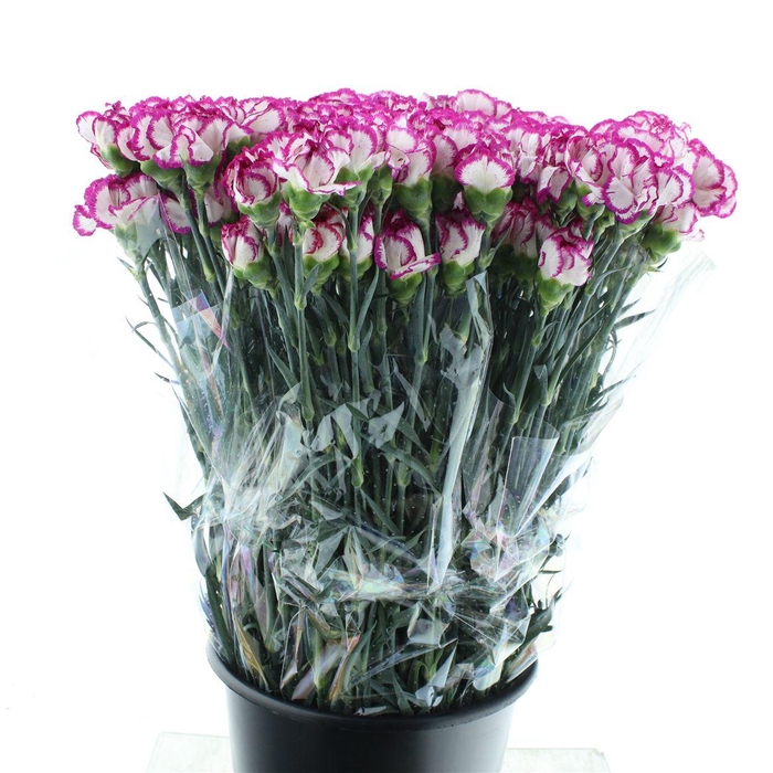 <h4>Di St Kino Sport White Cerise Edge</h4>