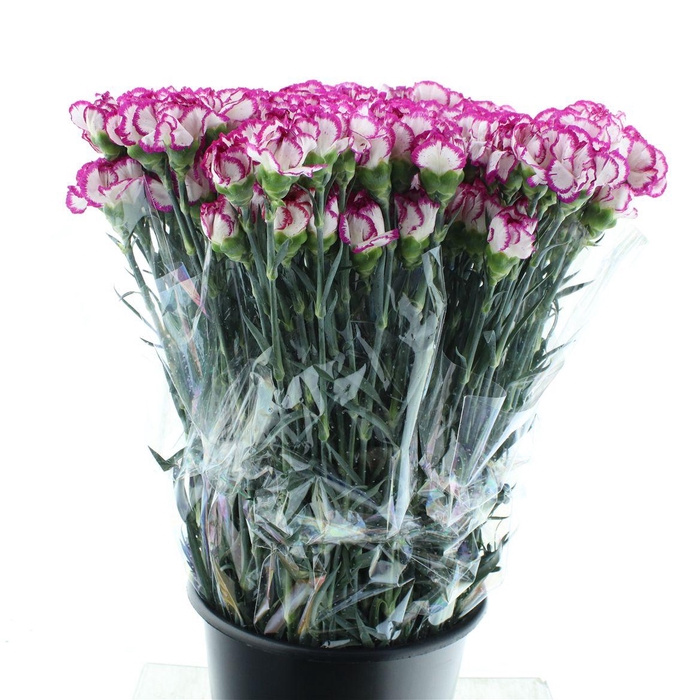 DI ST KINO SPORT WHITE CERISE EDGE