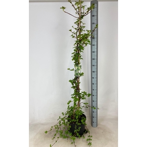 HYDR PETIOLARIS stock