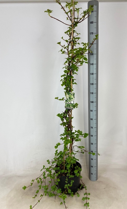 <h4>HYDR PETIOLARIS stock</h4>