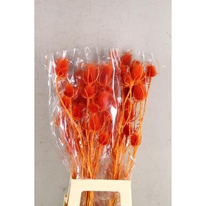 Df Dipsacus Orange Bs 130g