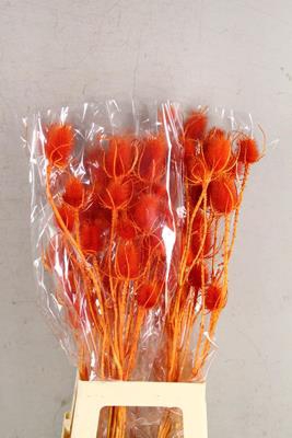 <h4>Df Dipsacus Orange Bs 130g</h4>