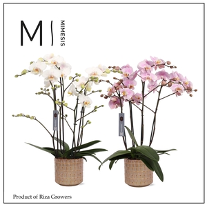 Mimesis Phal. Marvellous Mix - 50+ flowers 17cm in Stian Soft Jade Ceramic