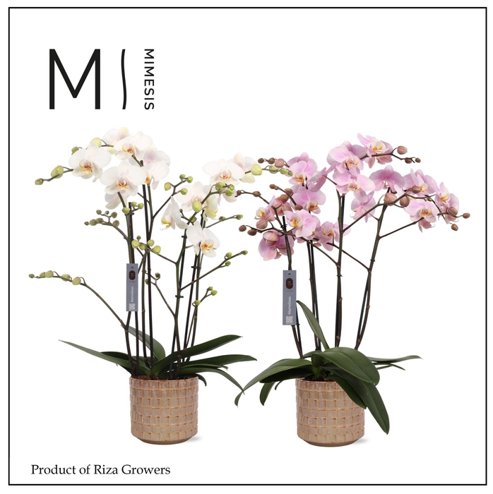 <h4>Phalaenopsis Marvellous Mix 50+ – 17cm in Stian Soft Jade | Mimesis</h4>