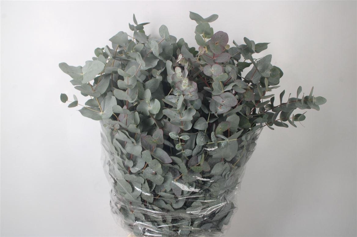 <h4>Euc Cinerea Per Bunch 300 Gram S U P E R</h4>