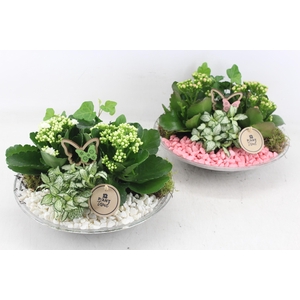 arr2 PL - Glas schaal 27cm - roze/wit
