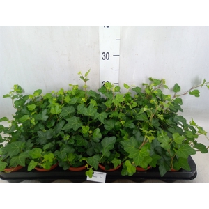 Hedera helix 'Wonder'
