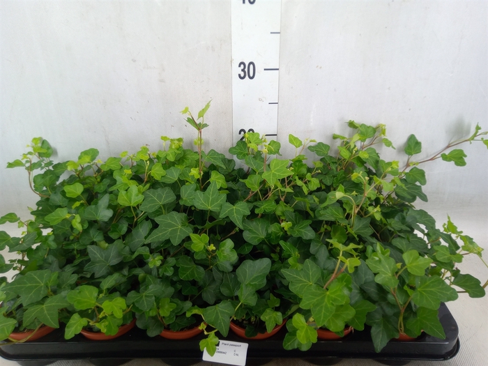 <h4>Hedera helix 'Wonder'</h4>