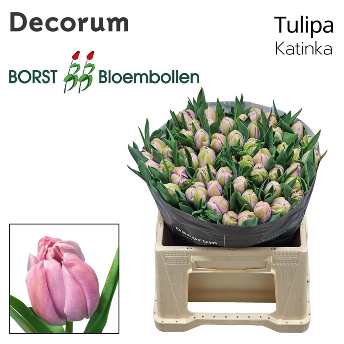 <h4>TULIPA DU 'KATINKA'</h4>