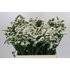 Limonium Silvery Sun Birds