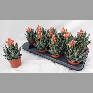 ALOE TIKI TAHI