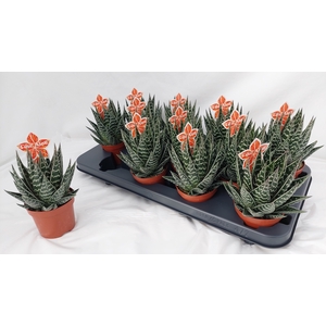 ALOE TIKI TAHI